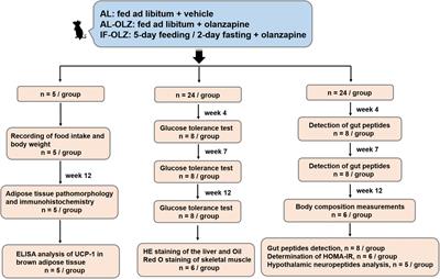 5:2 intermittent fasting tapers food intake in the refeeding state and ameliorates metabolic disturbances in mice exposed to olanzapine